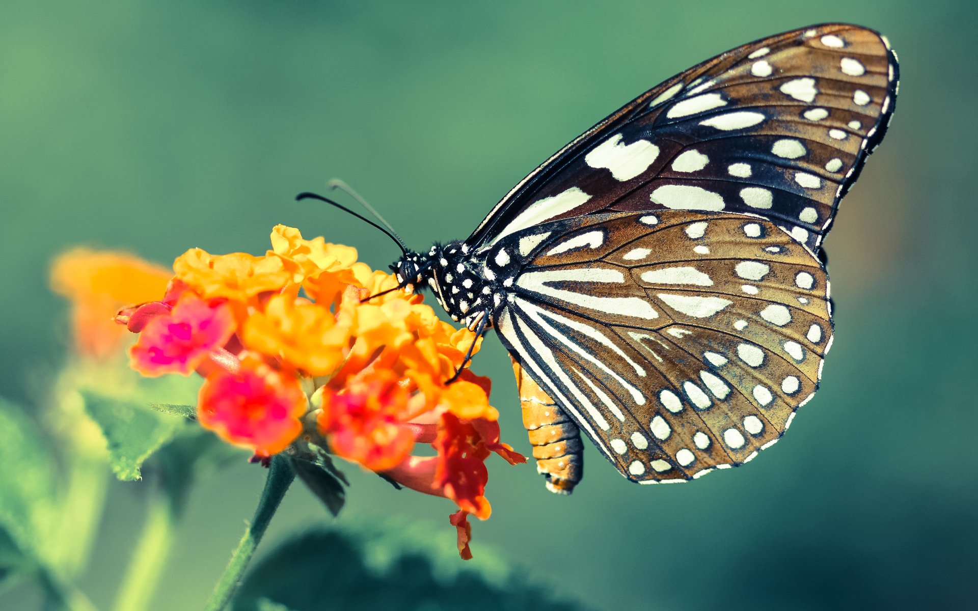 绝杀！罗马城下，蒂亚戈的璀璨星光压碎威尔士的钢铁雄心