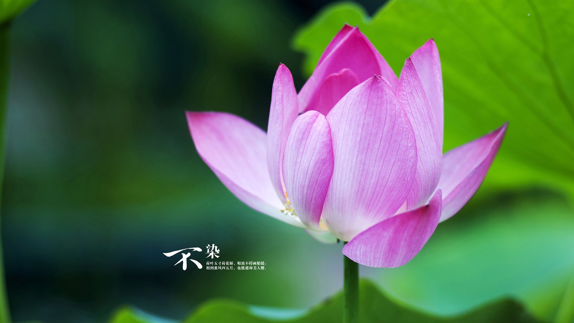 狼群撕碎王冠，东契奇西决生死战上演王者接管