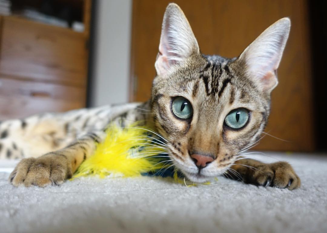 伪神黄昏,当法老之矛刺穿三狮军团,阿劳霍在温布利竖起丰碑