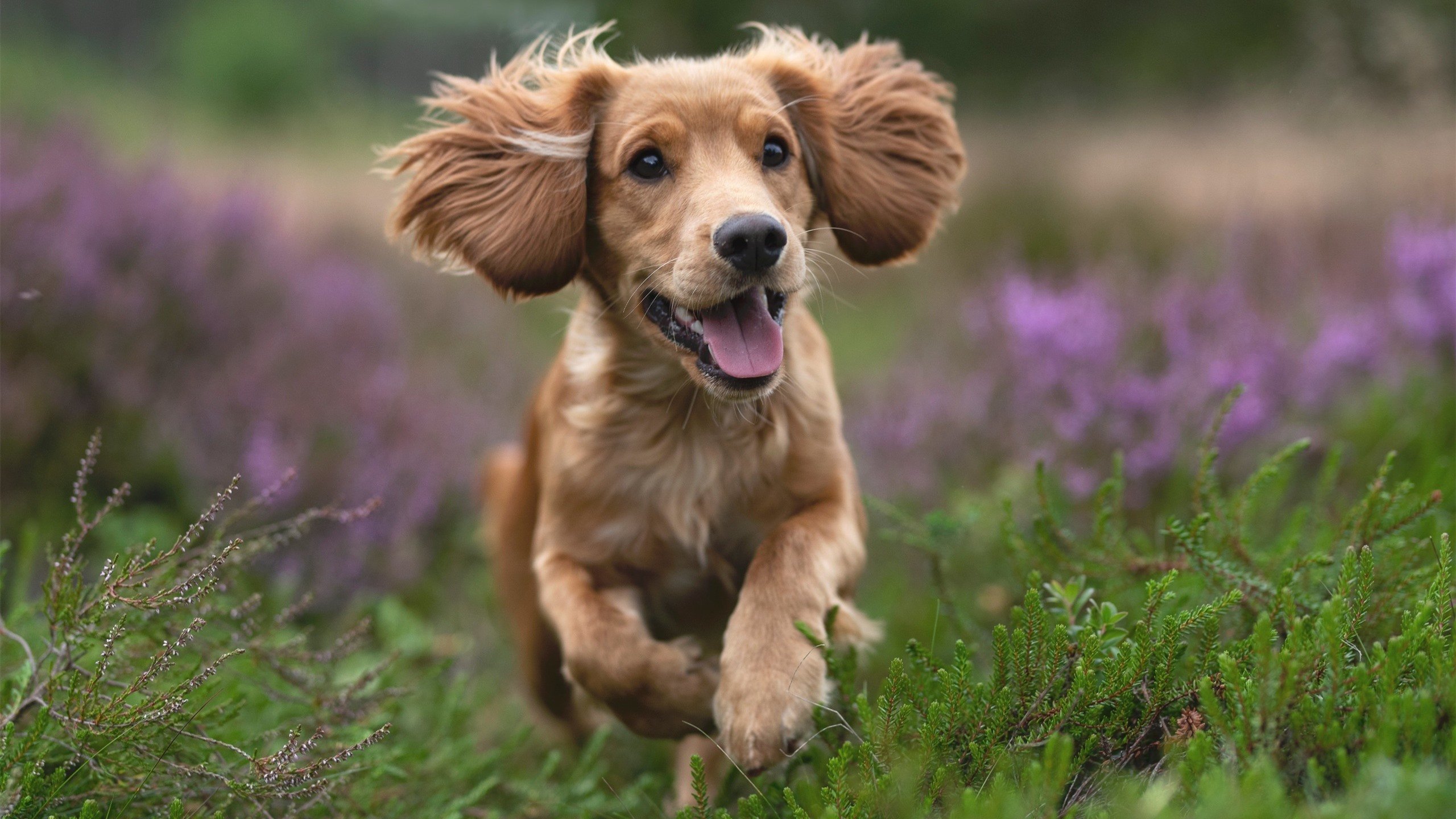 金戈铁马碾碎南美残梦，戈麦斯满分演绎英格兰的完美公式