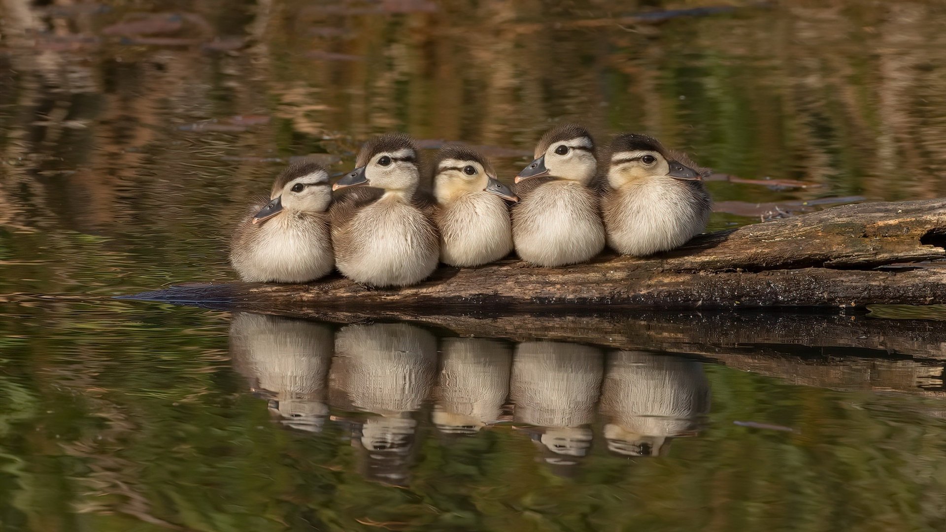 霍勒迪37分引爆凤凰城，太阳淘汰赛力克广东队强势过关