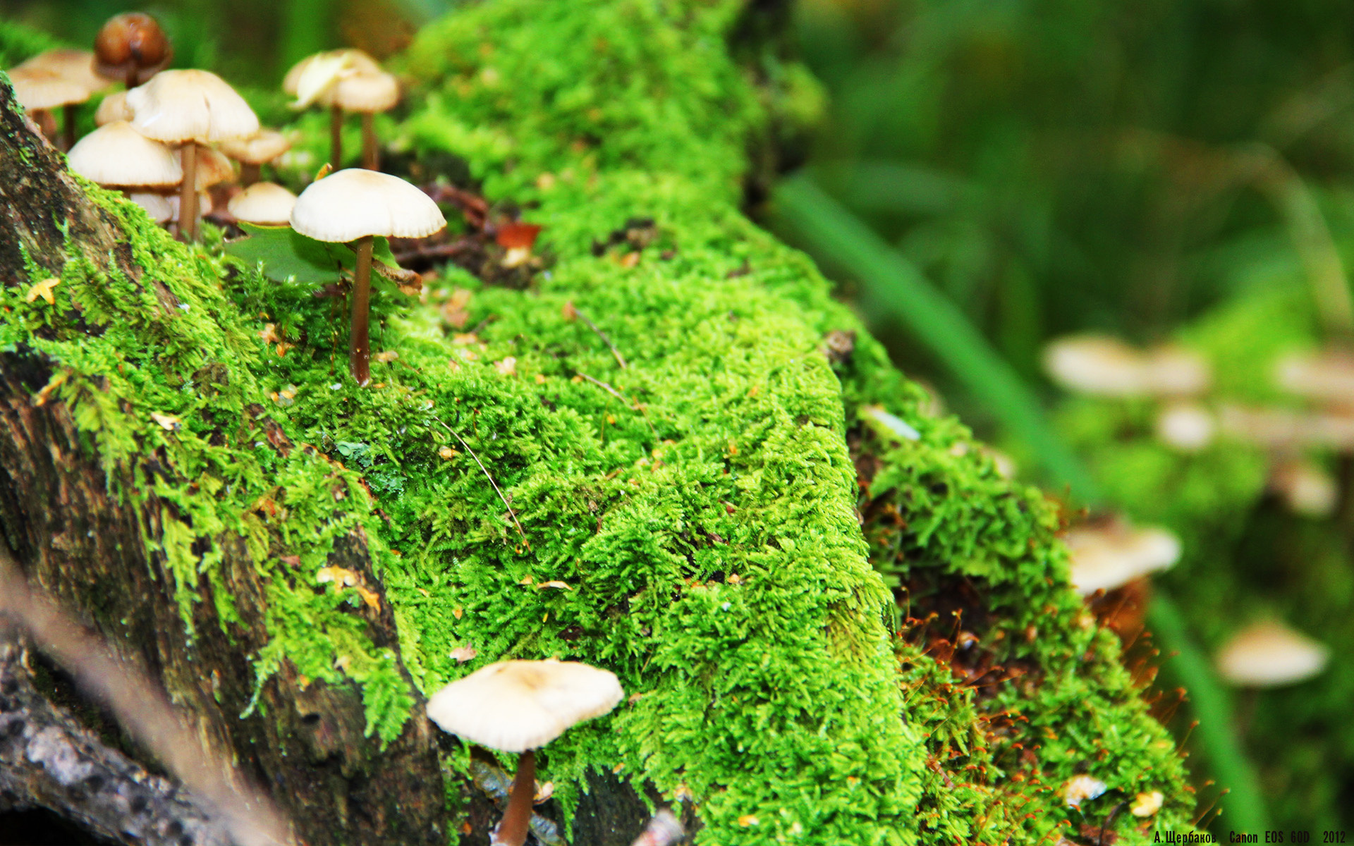 铁蹄踏阵，银瓶乍破，当布伦森以手术刀肢解勇士防线