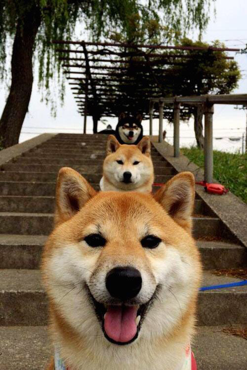 开云体育APP下载-尼日利亚青春风暴连续得分压制西班牙，久保建英逆境中化身关键先生