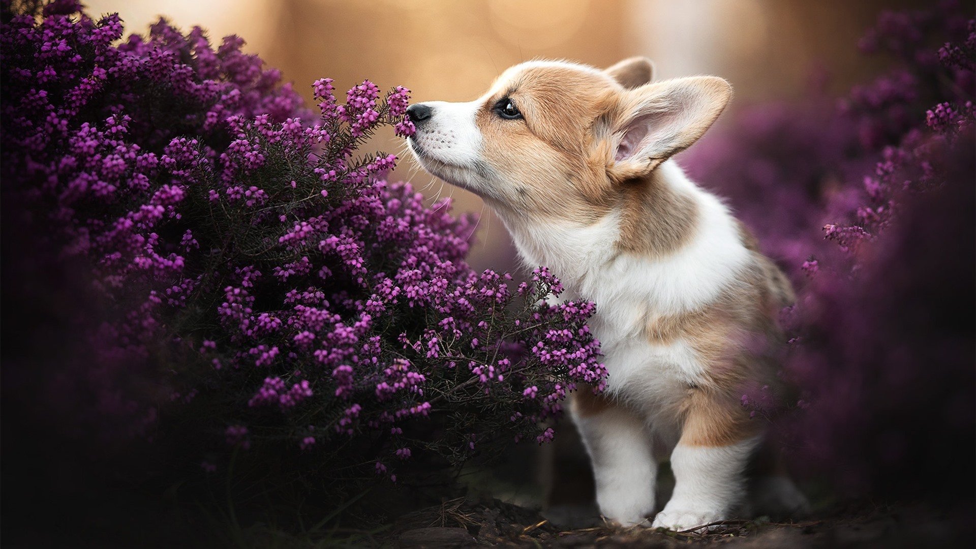 无解哈利伯顿，扛起一支球队攻陷奇才，篮网的爆冷启示录