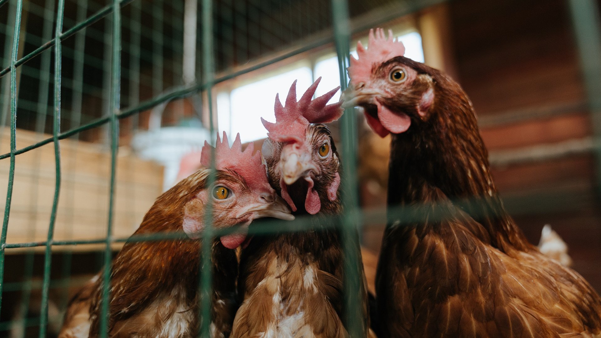 跨界统治,当黄蜂连续得分压制森林狼,哈登在欧冠决赛接管比赛