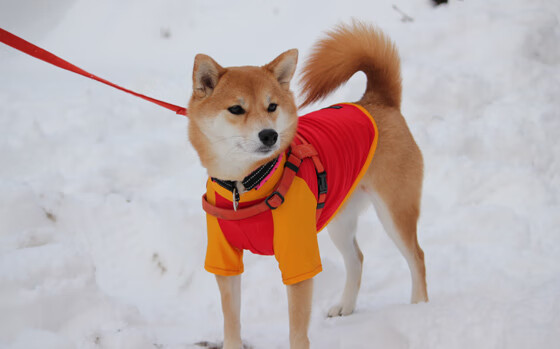 欧文神兵天降！篮网鏖战击退灰熊，连续得分狂潮定乾坤