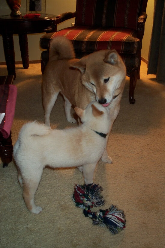 迪巴拉神锋持续发威，智利黑马掀翻红牛，足球世界的秩序与惊喜