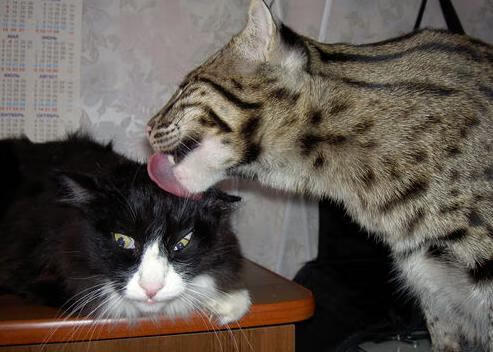 开云体育-阿拉巴双线写意，一场非典型牙买加战役中的压制级演出