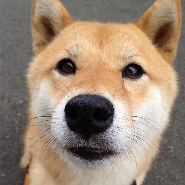 疾速狂飙!奥斯梅恩数据核爆,点燃世界排名争夺战之夜