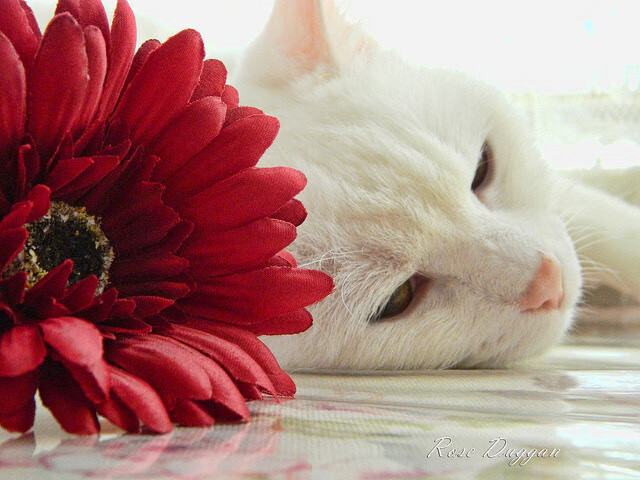 篮球场与赛道，杰伦格林的双面征服