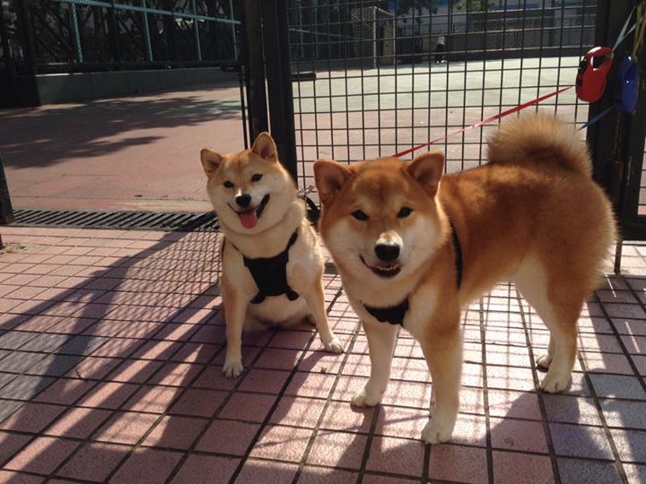 开云体育-隔空共振，当NBA季后赛的肌肉碰撞遥应卡塔尔对奥地利的优雅压制
